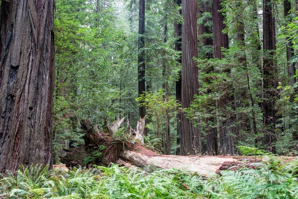 Redwood Orman ağaçları — Stok fotoğraf