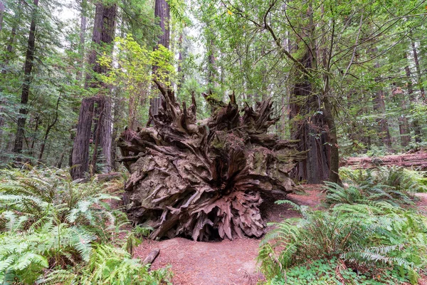 Vista de Humboldt Redwoods State Park — Foto de Stock