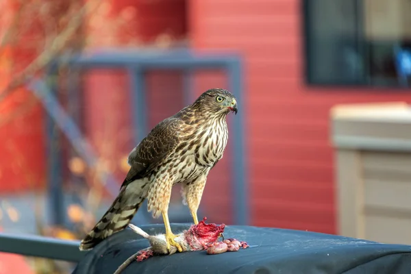 Coopers Hawk Eating a Rat — Stock Photo, Image