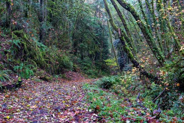 Hiking Trail in Portland Oregon — Stock Photo, Image