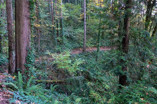 Marquam Nature Trail en Portland — Foto de Stock