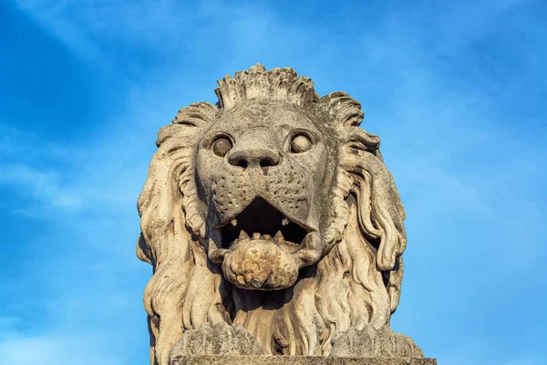 Lev na budapešťský Řetězový most — Stock fotografie