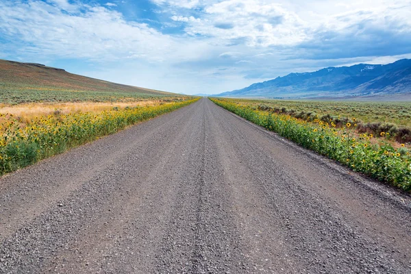 Gravel Road, Wildflowers, and Steens — Stock Photo, Image