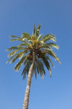 palmiye ağacı, aşağıdan gördüm