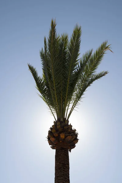 recently pruned palm tree, seen from below - Imagen
