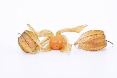 Aguaymanto, uchuva, uvilla veya ushun (Physalis Perulu) olarak bilinen bitki, olarak da bilinen golden berry o patates ve domates çalı büyümesini rağmen benzer özelliklere sahiptir, bu nedenle Solanaceae, ailesine ait bir otsu bitkidir.