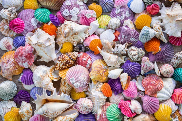 조개 껍질 배경 장식. 아름답고 화려 한 바다 조개껍데기의 배경 장식 — 스톡 사진