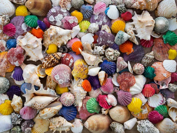 Muscheln Hintergrunddekoration. Schöne und bunte Muscheln Hintergrunddekoration — Stockfoto