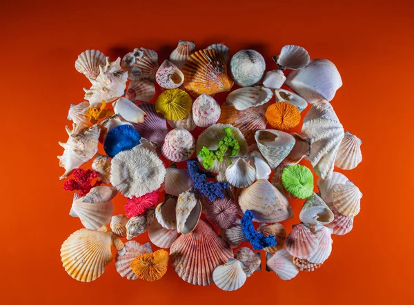 Felülnézet egy színes kagyló gyűjtemény. narancssárga háttér — Stock Fotó