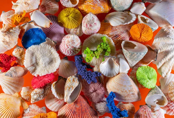 海の貝殻の背景の装飾。美しい海の貝殻の背景の装飾 — ストック写真