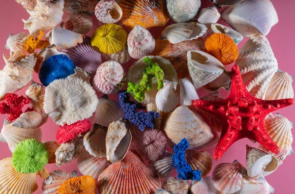 海の貝殻の背景の装飾。美しい海の貝殻の背景の装飾 — ストック写真