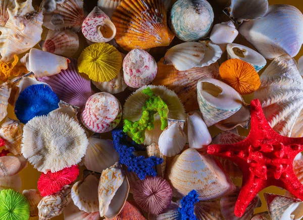 Mar conchas fundo decoração. Mar bonito conchas fundo decoração — Fotografia de Stock