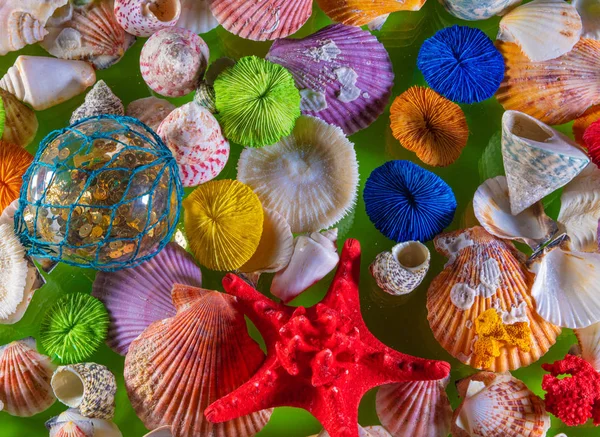 Прикраса фону морських раковин. Красиві морські мушлі фонове оздоблення — стокове фото