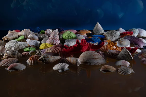 Különböző tengeri kagylókból álló absztrakt összetétel. A textúrázott háttér — Stock Fotó