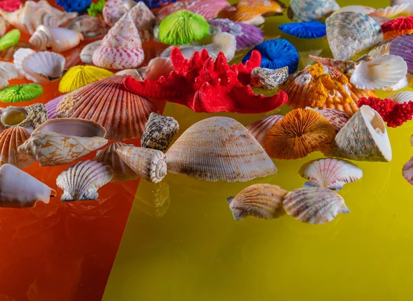 Különböző tengeri kagyló-, csiga-, Starfish-gyűjtemény. Tökéletes a háttérhez. — Stock Fotó