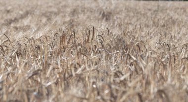 Gri mısır tarlasının seçici yaklaşımı - Mısır tarlasında güneşli bir gün