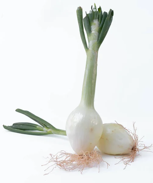 İki taze hasat soğan - beyaz bir arka plan üzerinde yeşil buket ile beyaz soğan — Stok fotoğraf