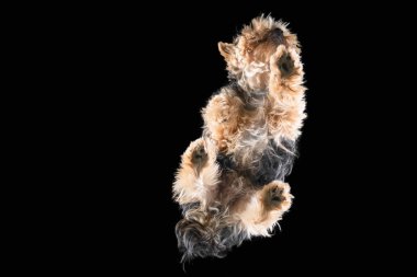 Beyaz bir arka plan üzerinde izole sevimli bir küçük tüylü köpek alt görünümü.