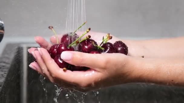 Женские Руки Держат Восхитительно Выглядящие Вишни Потоком Воды Замедленной Съемке — стоковое видео