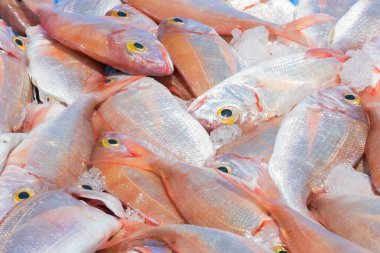 Yeni yakalanmış kırmızı deniz çipurasına buz parçacıklarıyla yakından bakın. Balıkçılık ve sağlıklı gıda konsepti.