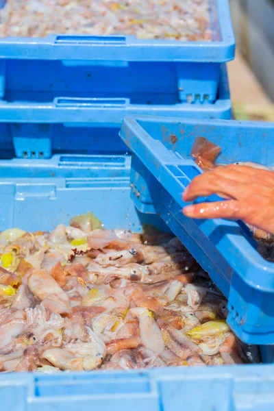 Kék Hal Piaci Doboz Tele Nemrég Fogott Halak Egy Fókuszon — Stock Fotó