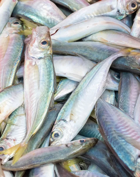 Primer Plano Montón Jurel Recién Capturado Pesca Concepto Alimentación Saludable — Foto de Stock