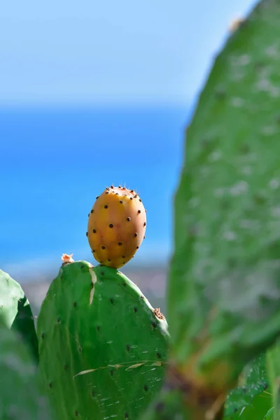 a prickly pear growing alone on an indian fig plant . Exotic fruit and vegetation concept.