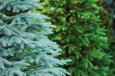 Noel arka plan. Yapay bir ağaç. Yeni yıl.