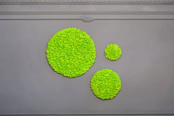 Decorative moss for interior decoration. Moss in the form of a circle on a background of gray wall.