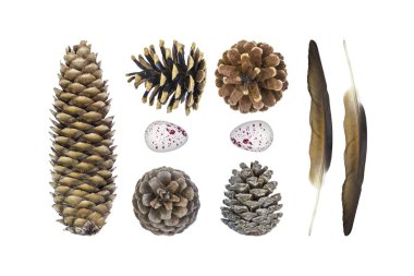 Sonbahar ayarla kompozisyon doğal malzemelerin çeşitli koniler, tüyler, Bıldırcın yumurta. Beyaz arka plan üzerinde üstten görünüm izole.