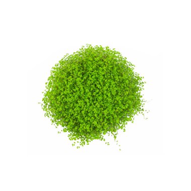 Saksı yeşil bitki beyaz bir arka plan üzerinde izole et. Arapsaçı Gaud. Helxine.