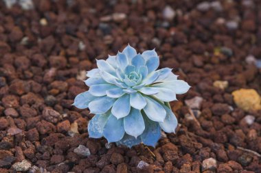 Mavi etli yere yakın bir bahçede büyüyen gül.