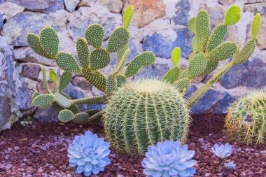Kaktüsler ve succulents Bahçe. Yere bahçesinde çeşitli kaktüs dikti