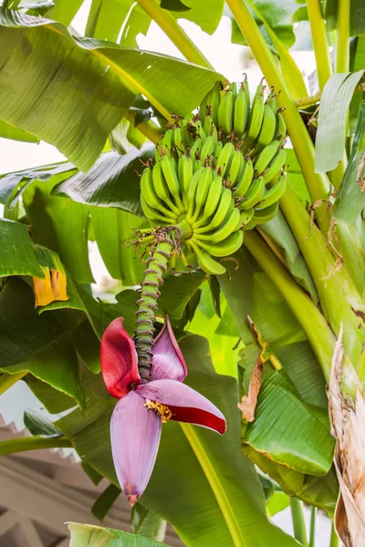 Banana flower and bunch of bananas. Red banana blossom on a banana tree. Banana plant with fruit and flower.