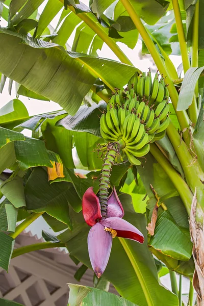 Banan Blomma Och Massa Bananer Röd Banan Blomma Bananträd Bananplantan — Stockfoto