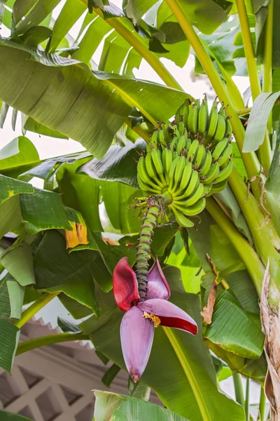 Banana flower and bunch of bananas. Red banana blossom on a banana tree. Banana plant with fruit and flower.