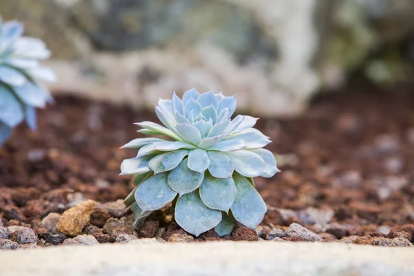 블루 succulent 장미 정원, 주변에 지상에서 성장 하 고 — 스톡 사진
