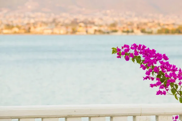 Flores bougainvillea bonitas e coloridas. Branch magenta e branco flores bougainvillea no fundo borrão do mar azul, montanhas e cidade — Fotografia de Stock