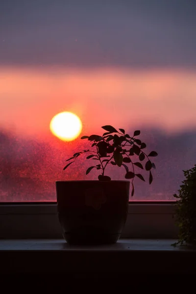 Murraya plant in a pot stands on a window sill against the background of a sunset, a red sun, in the winter weary windows. The silhouette of the plant on the window, the cozy atmosphere of the house, evening landscape.