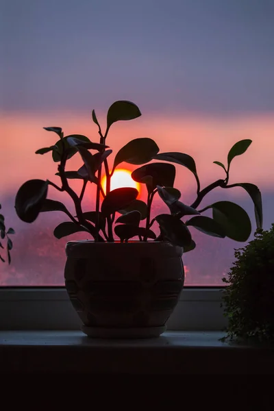 House plant in a pot stands on a window sill against the background of a sunset, a red sun, in the winter weary windows. The silhouette of the plant on the window, the cozy atmosphere of the house, evening landscape.