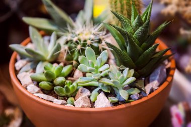 Yakın çekim grup clayl tencerede succulents düzenlemenin. Bir güveç ekili succulents çeşitli.