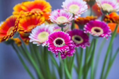 Papatya çiçek gerbera buketi mavi zemin üzerine. Güzel buket pembe, turuncu, Mor çiçek. Seçici odak.