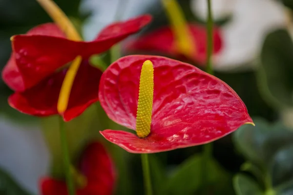 Anthuriums: The red, heart-shaped flower of Anthuriums is really a spathe or a waxy, modified leaf flaring out from the base of a fleshy yellow spike.