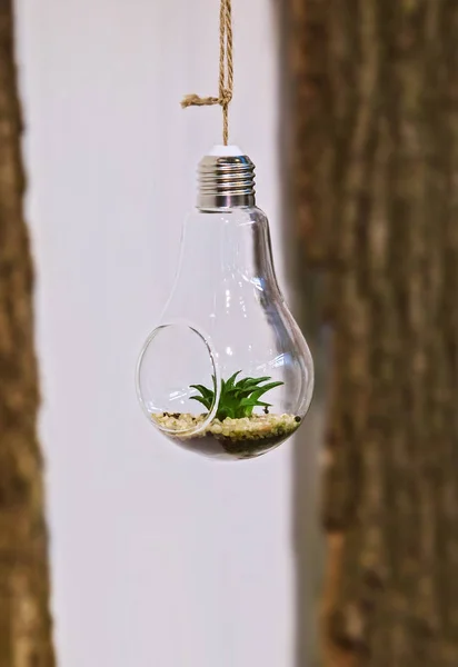 Florarium. Bir ampul bir ip üzerinde asılı bir mini sulu düzenlemesi Close-up.