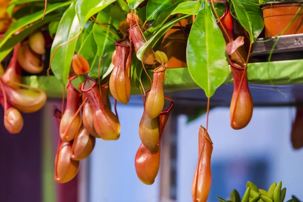 Nepenthes Plantas Jarro Tropicais Copos Macaco Planta Inseticida — Fotografia de Stock