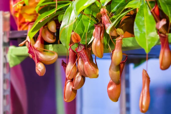 Nepenthes Plantas Jarro Tropicais Copos Macaco Planta Inseticida — Fotografia de Stock