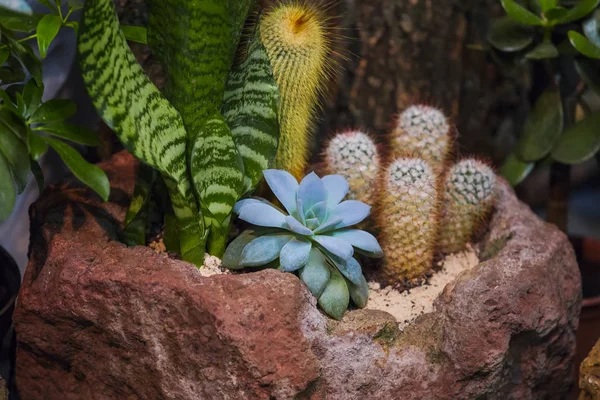 냄비에 선인장 Succulents 배열의 바위에 Succulents의 — 스톡 사진