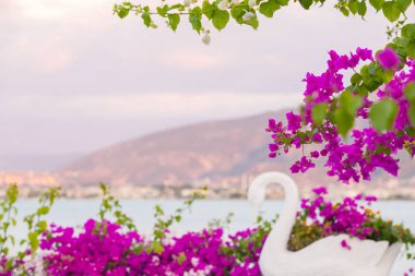 Güzel ve renkli bougainvillea çiçek. Arka plan mavi deniz, dağlar ve şehir şube pembe begonviller çiçekler üzerinde bulanıklık.