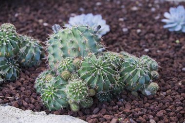 Kaktüsler ve succulents Bahçe. Yere bahçesinde çeşitli kaktüs dikti.