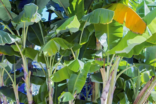 Banana Palmas Jardim Bosque Bananeiras Folhas Selva — Fotografia de Stock